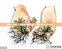 植物大戰(zhàn)僵尸2激活碼在哪里輸入？揭秘激活流程與技巧！