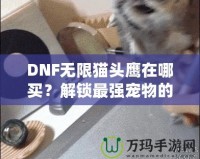 DNF無限貓頭鷹在哪買？解鎖最強(qiáng)寵物的購買途徑與技巧！