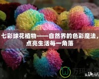 七彩球花植物——自然界的色彩魔法，點亮生活每一角落