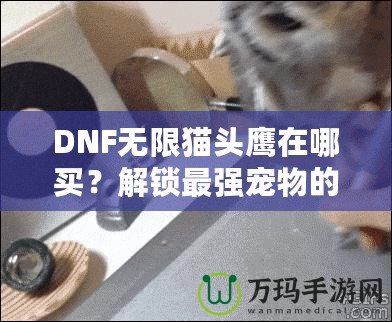 DNF無限貓頭鷹在哪買？解鎖最強寵物的購買途徑與技巧！