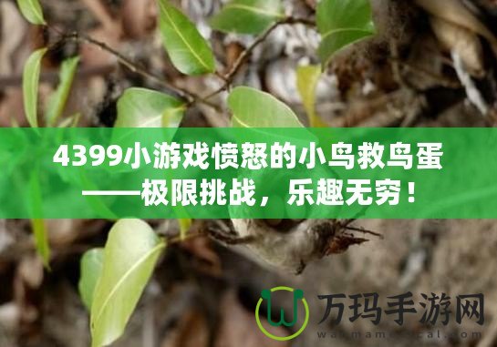 4399小游戲憤怒的小鳥救鳥蛋——極限挑戰(zhàn)，樂(lè)趣無(wú)窮！