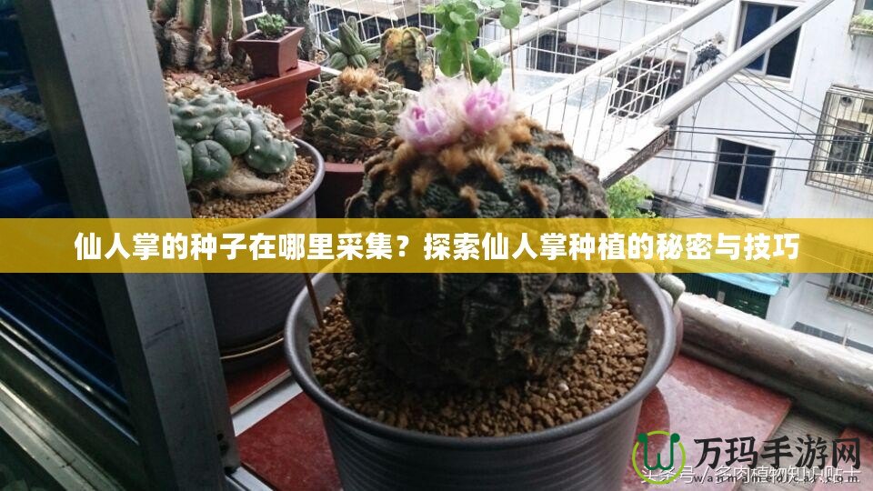 仙人掌的種子在哪里采集？探索仙人掌種植的秘密與技巧