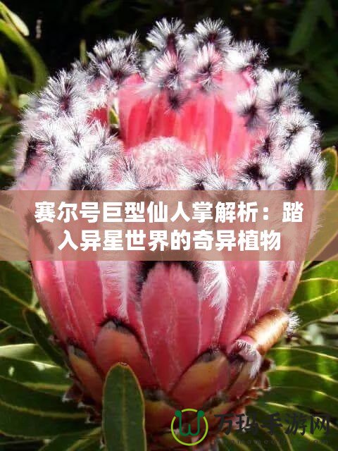 賽爾號巨型仙人掌解析：踏入異星世界的奇異植物