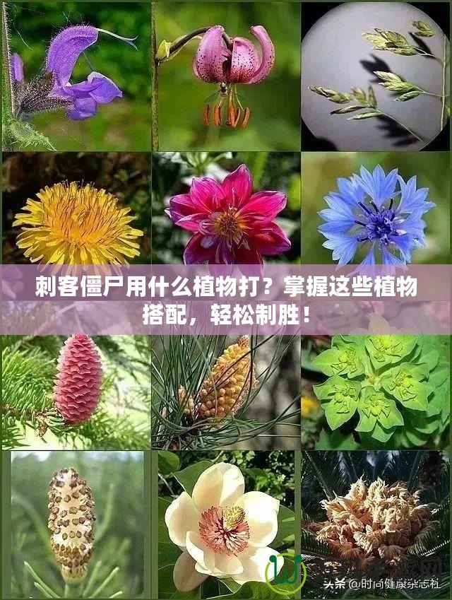 刺客僵尸用什么植物打？掌握這些植物搭配，輕松制勝！